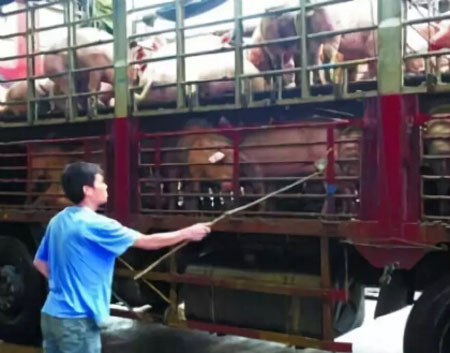 樟樹(shù)市一養(yǎng)豬場(chǎng)地磅秤被人做手腳 抓獲2名嫌犯